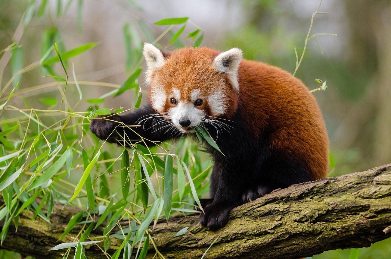 golden panda